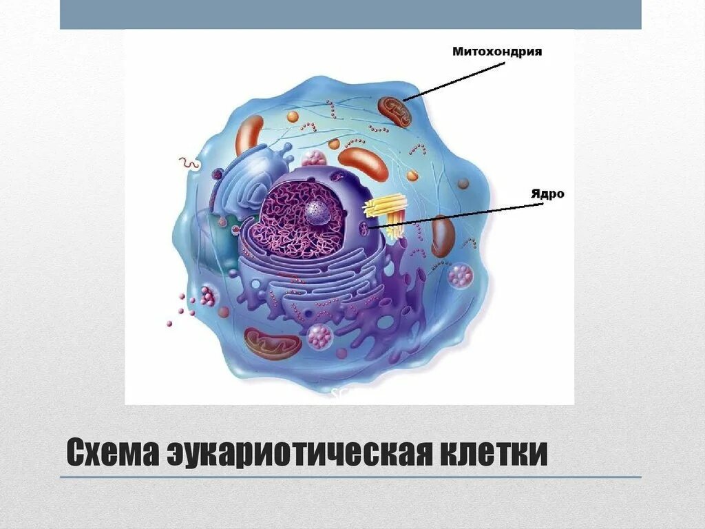 Строение эукариотической клетки. Эукариотические клетки строение. Клеточная структура эукариотической клетки. Схематическое строение эукариотической клетки.