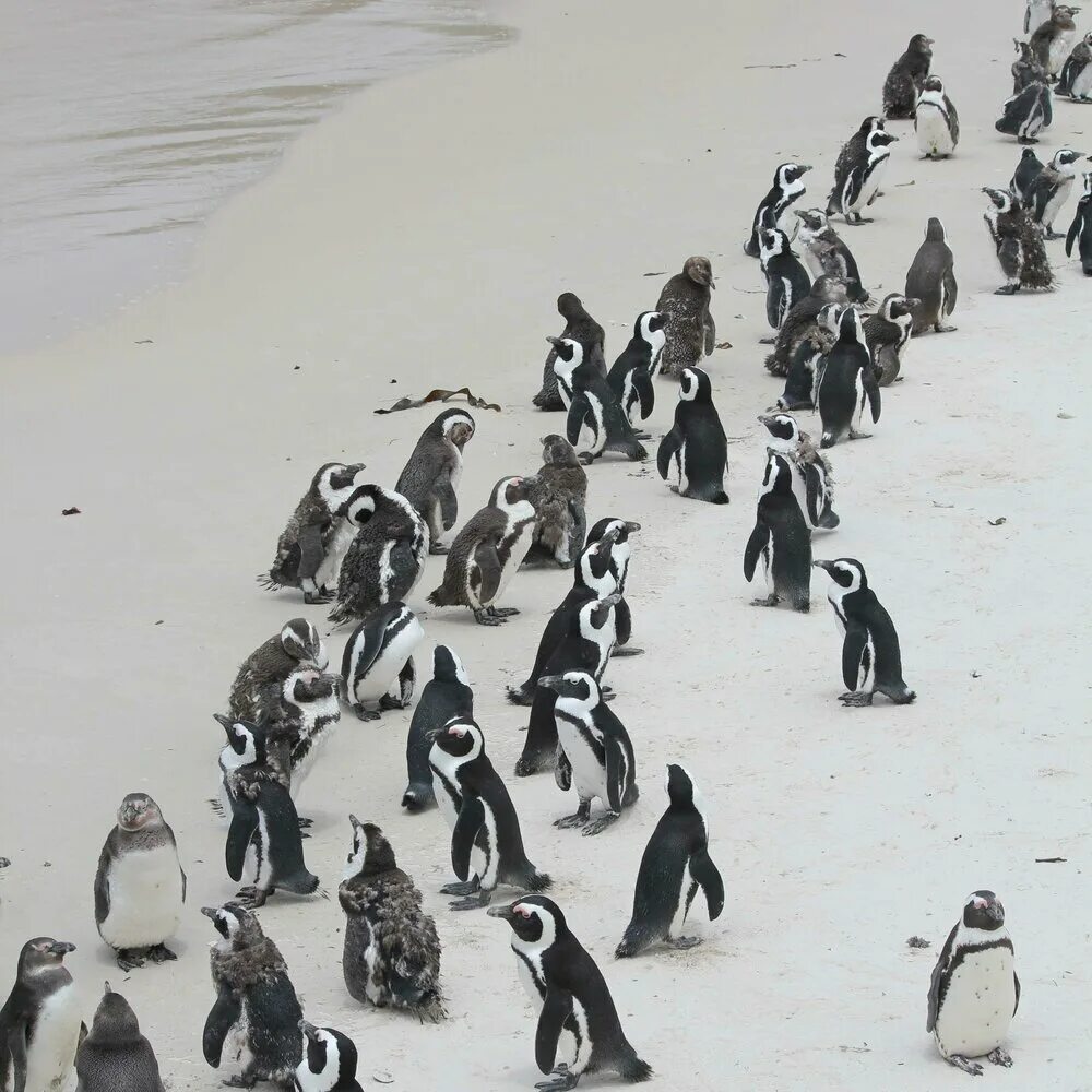Пингвины идут с пляжа молча. Пингвин. Пингвины на пляже. Пингвиний пляж. Много пингвинов.