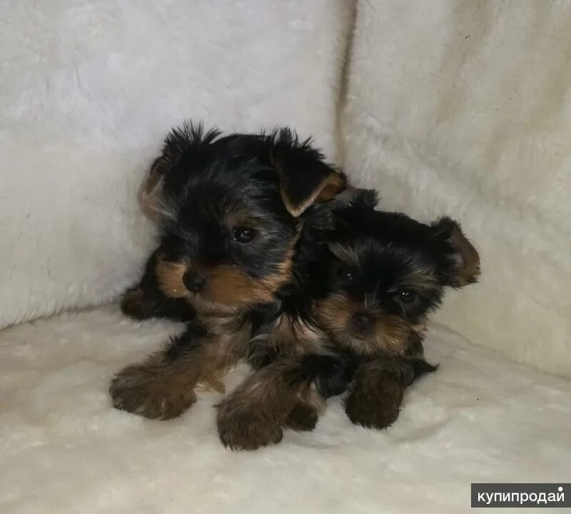 Терьер киров. Через кировский терьер. Йоркширский терьер мини. Йоркширский. Йоркширский терьер купить в кирове.