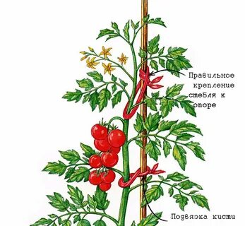 Для чего удаляют боковые ветви томатов