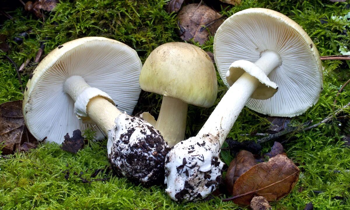 Поганка гриб можно есть. Бледная поганка гриб. Аmanita phalloides – бледная поганка. Ядовитые грибы белая боганка. Бледная погоганка гриб.