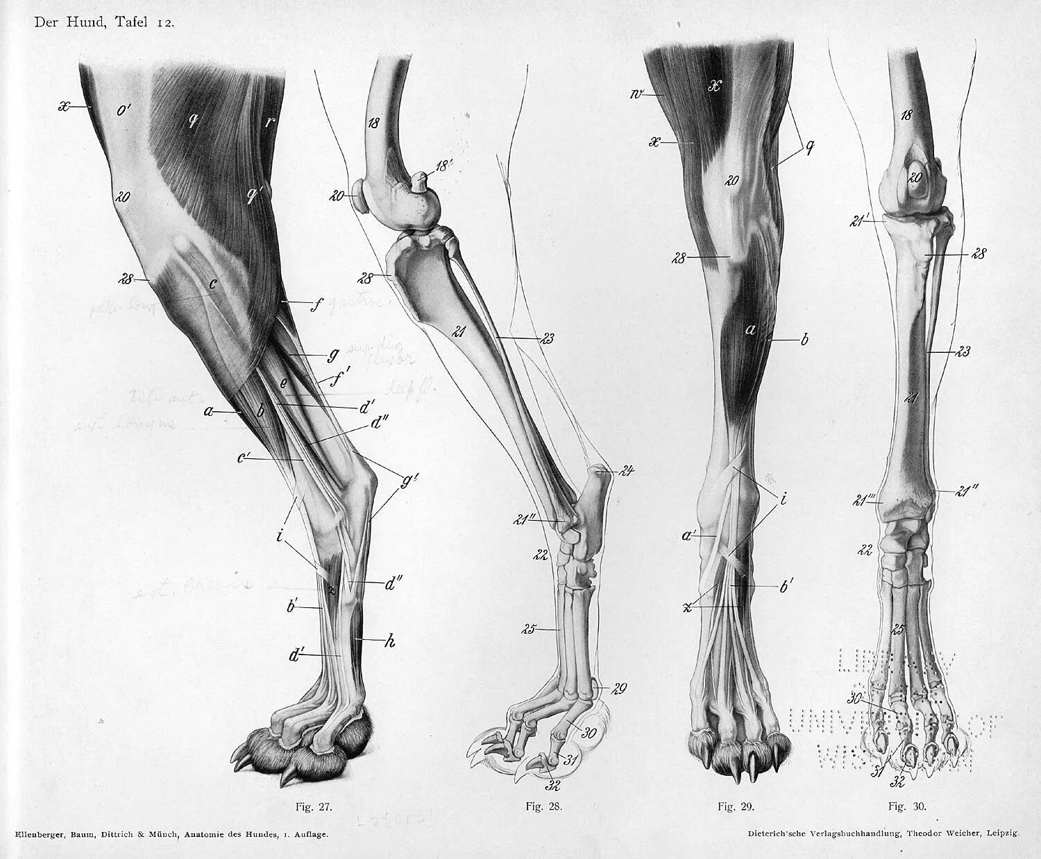 Скелет задней конечности собаки. Кости передней лапы скелет анатомия собаки. Строение скелета собаки задних конечностей. Анатомия собаки скелет передней конечности. Рассмотрите кости задних конечностей назовите их обратите