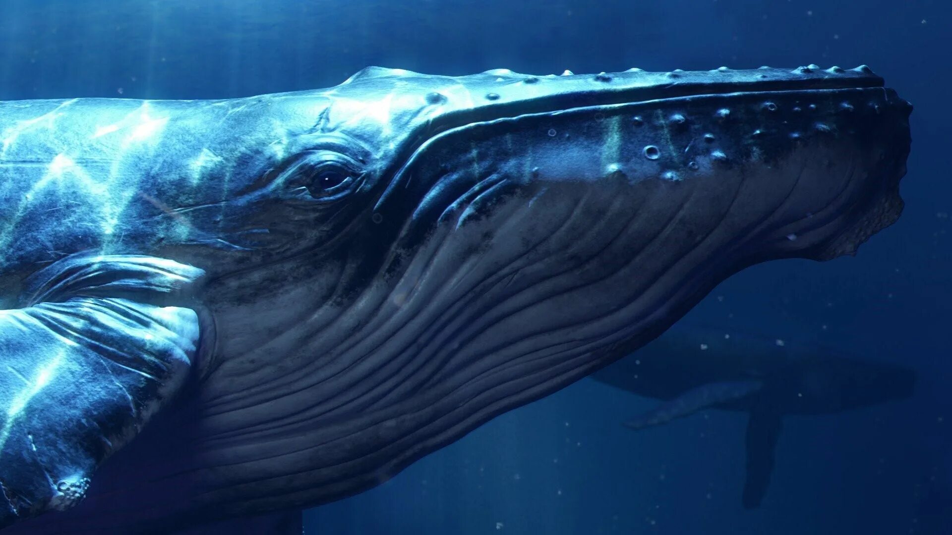 Бравал кит. Исполинский кит. Гигантский кит. Синий кит. Голубой кит.