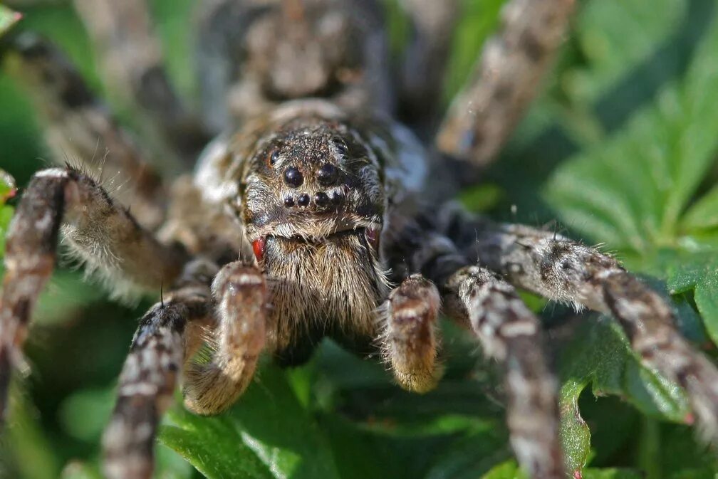 Пауки волки – Lycosidae. Паук волк. Пауки-волки Аранеоморфные пауки. Даурский паук волк. Пауки волки опасен ли для человека