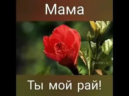 Мама ты мой рай