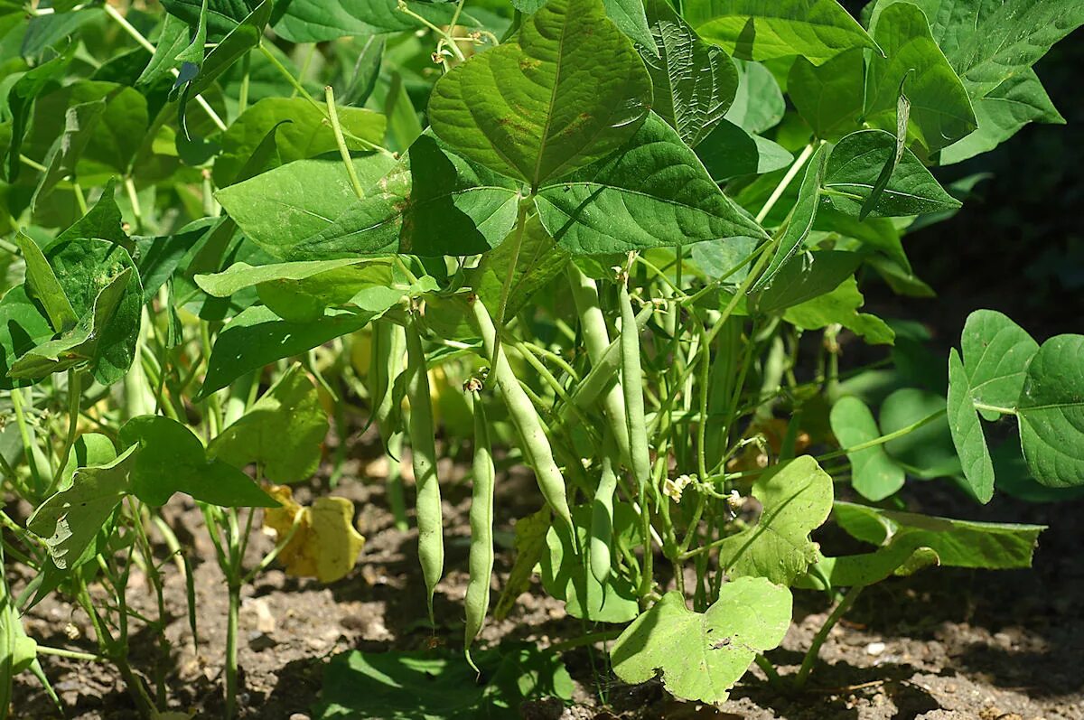 Фасоль стручковая кустовая. Стручковая фасоль растет. Фасоли Phaseolus vulgaris. Стручковая фасоль на грядке.