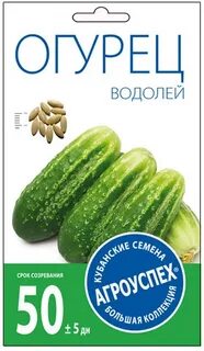 Сорт огурцов водолей