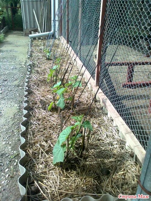 Гнездо медведки. Мульчирование междурядий. Болезни кабачков. Грядки в огороде. Мульчирование грядок.