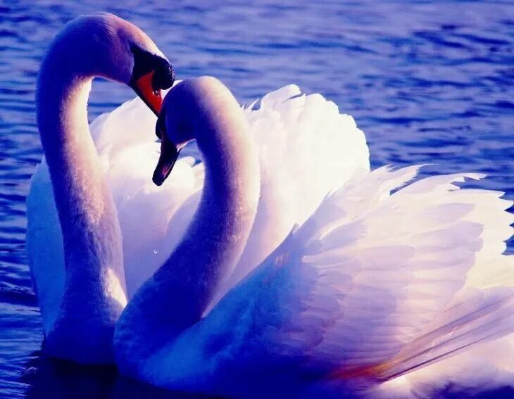 Любовь и лебеди. Красивые лебеди. Верность лебедей. Пара лебедей. Счастье и верность