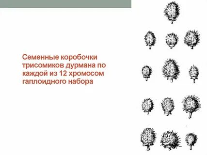 Коробочка на ножке хромосомный набор