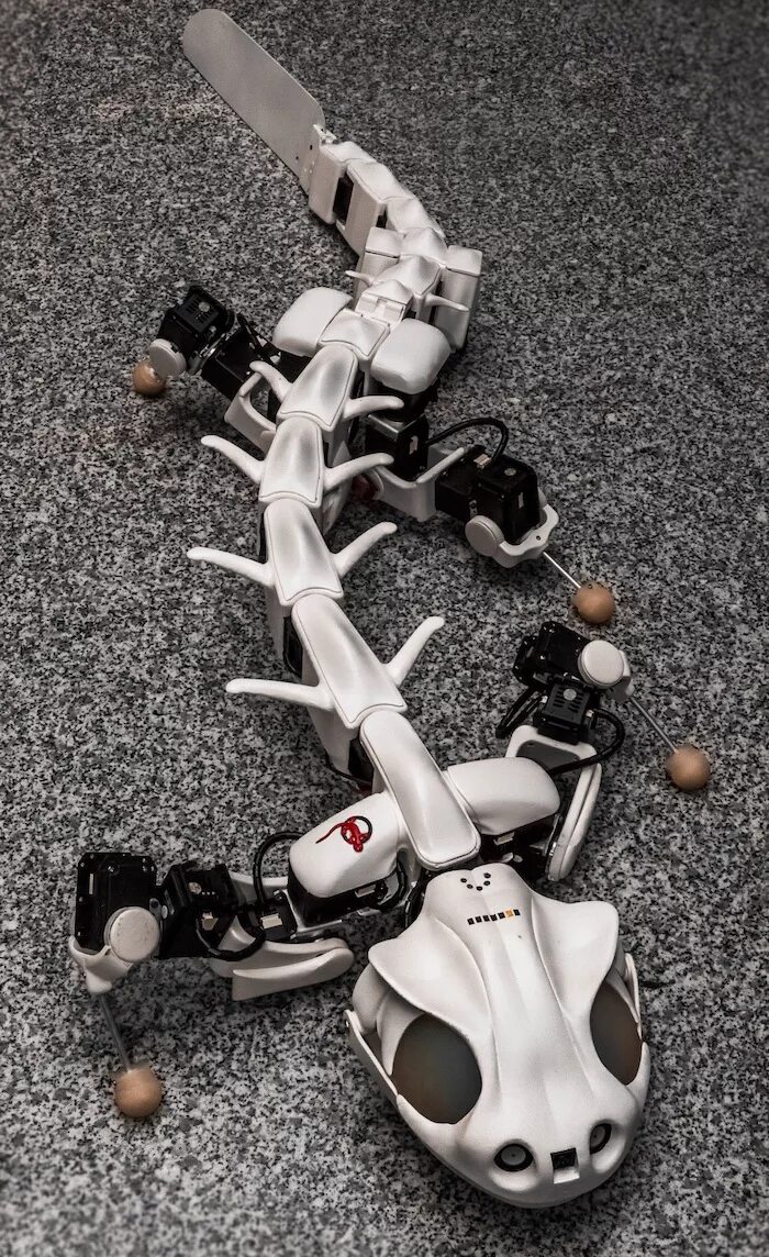 Robot jole gaspr. Pleurobot – саламандра. робот саламандра робот саламандра. роботы животные. необычные роботы.