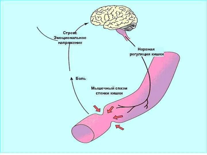 Стресс и мышечное напряжение. Механизм возникновения мышечного спазма. Влияние стресса на мышцы. Взаимосвязь стресса и мышечного напряжения. Адреналин кишечник