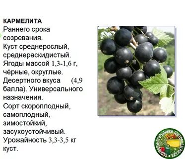 Смородина таблица