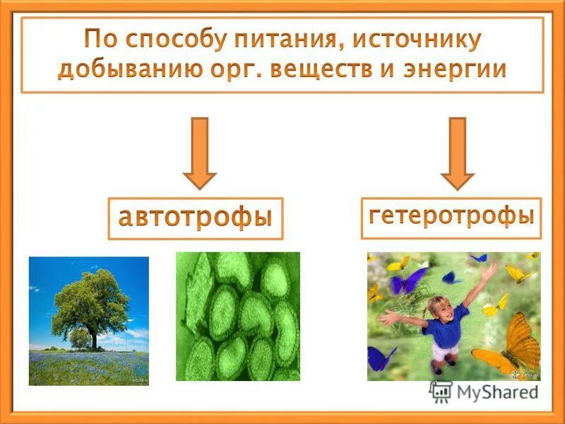 Содержит хлорофилл являются автотрофами. Какие вещества растения получают из окружающей среды. Защитные вещества у растений. Какие вещества выделяют в окружающую среду животные.