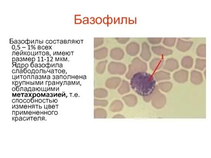 Цвет цитоплазмы