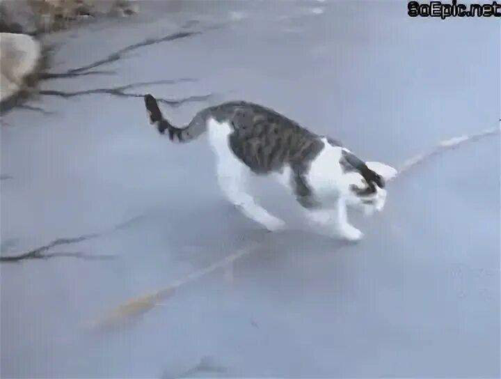 Гусь скользит по льду. Кот на льду гиф. кот скользит. гололед gif. скользко гифки.