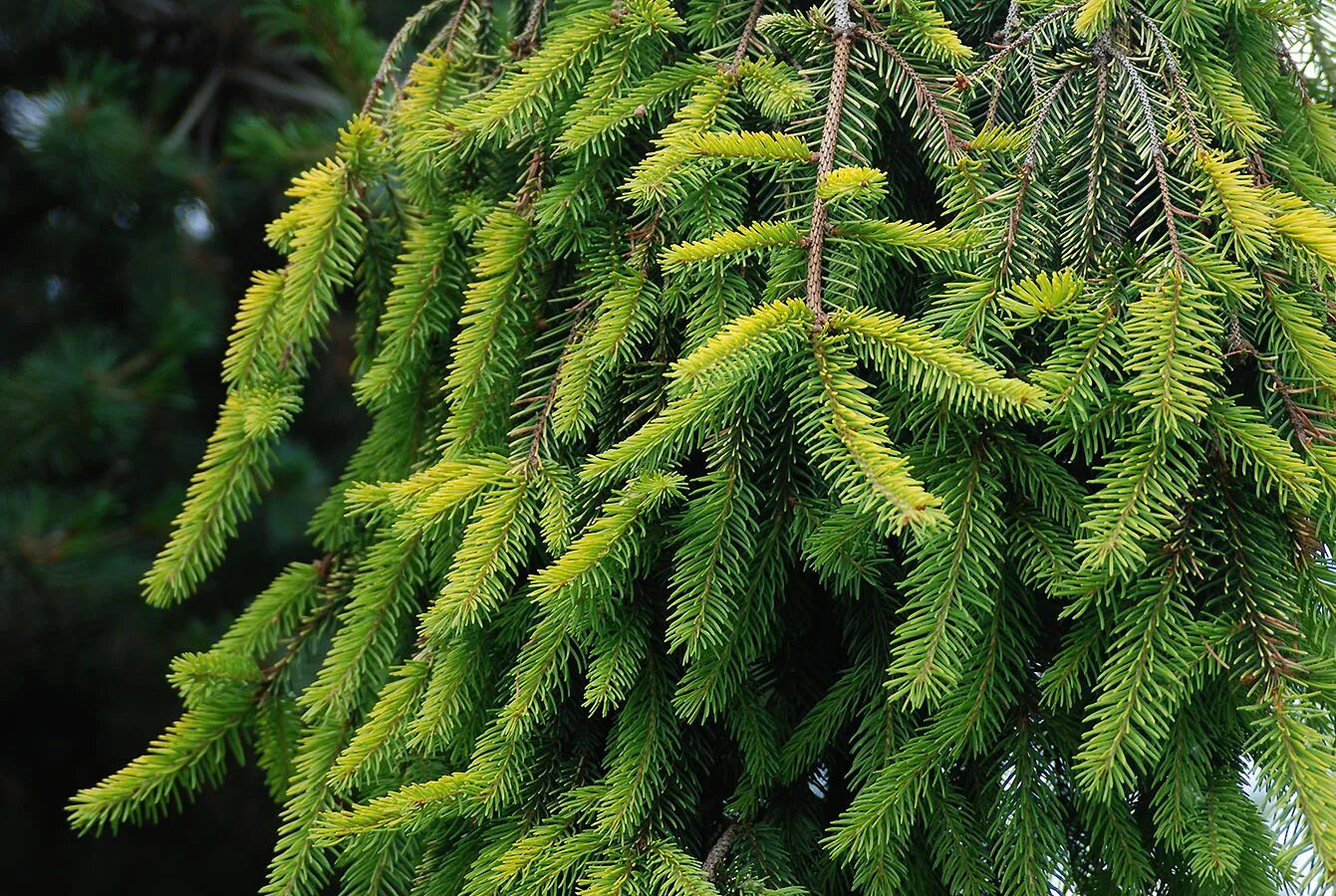 Ель европейская. Ель Picea Abies Gold Finch. Picea Abies Gold Drift. Пихта Нордмана Ауреа. Picea Abies Голд дрифт.