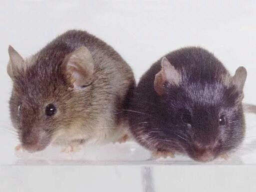 Мыши пара. Мышь реальная. Пара мышей. Мыши пару мышей.