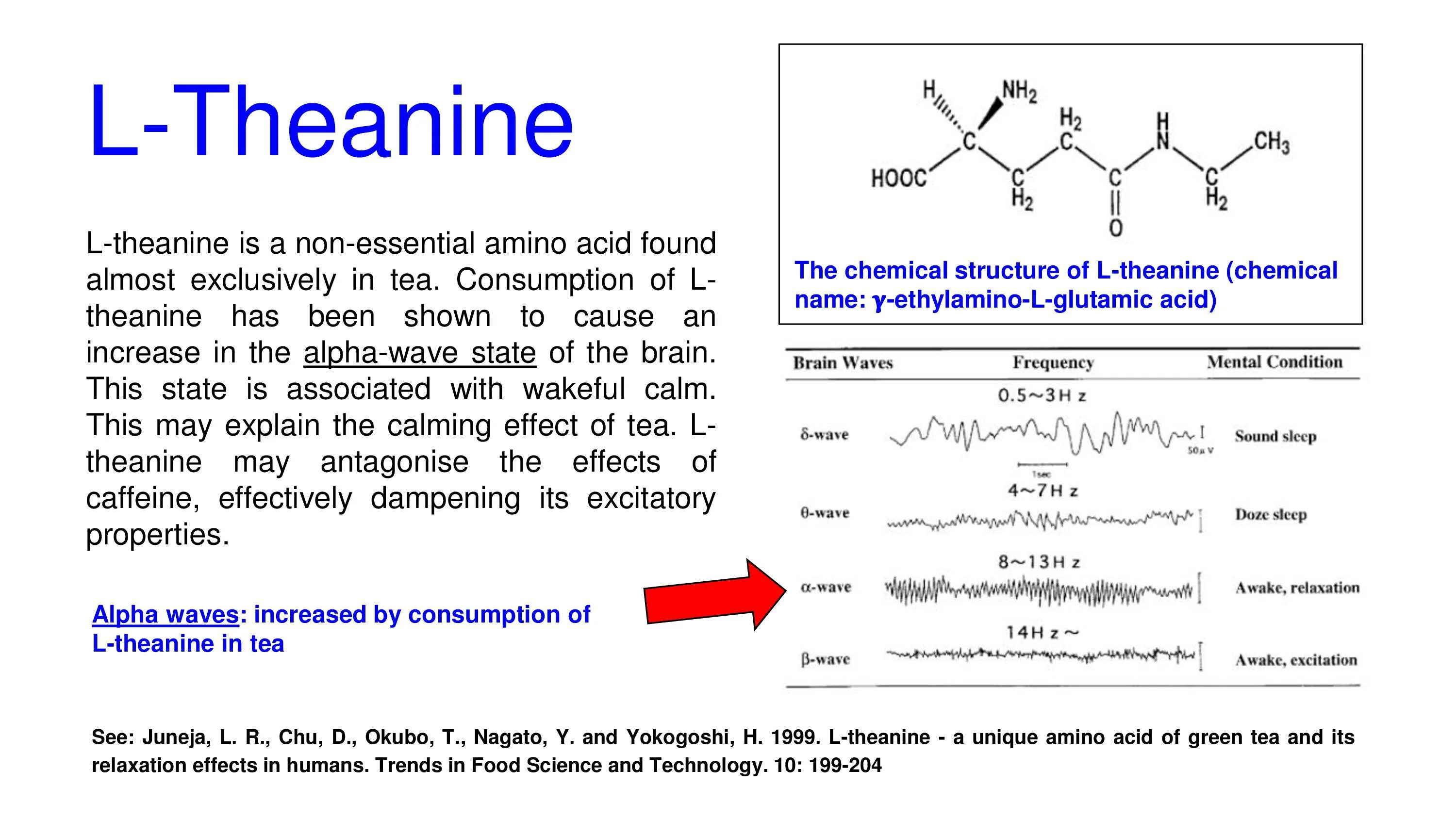 L-теанин. Теанин биохимия. Л теанин и алкоголь. Теанин метаболизм. Л теанин что это