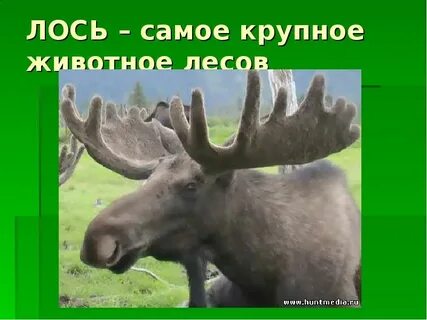 Инфа про лося