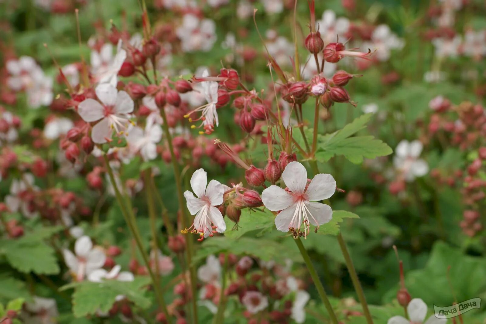 Герань крупнокорневищную. Герань spessart. geranium macrorrhizum spessart. герань крупнокорневищная. гераниум шпессарт.
