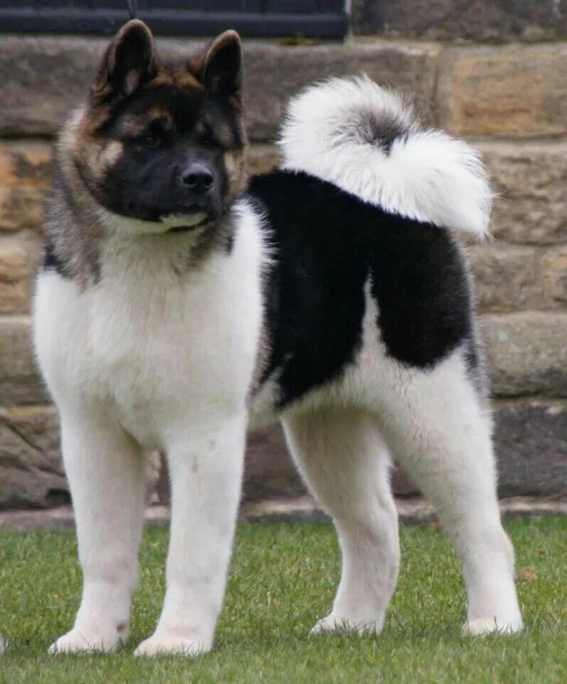 American Akita Ti Jay American akita dog, Akita dog, Pet dogs
