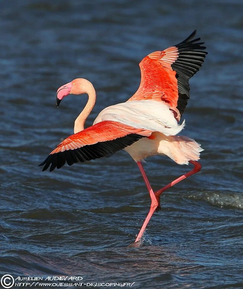Фламинго летает или нет. Phoenicopterus roseus. обыкновенный фламинго. карибский фламинго. красный карибский фламинго.