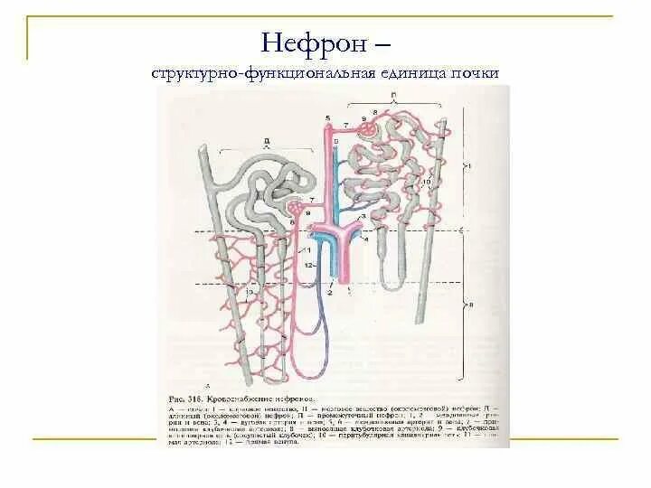 Строение нефрона гистология. Схема строения нефрона гистология.