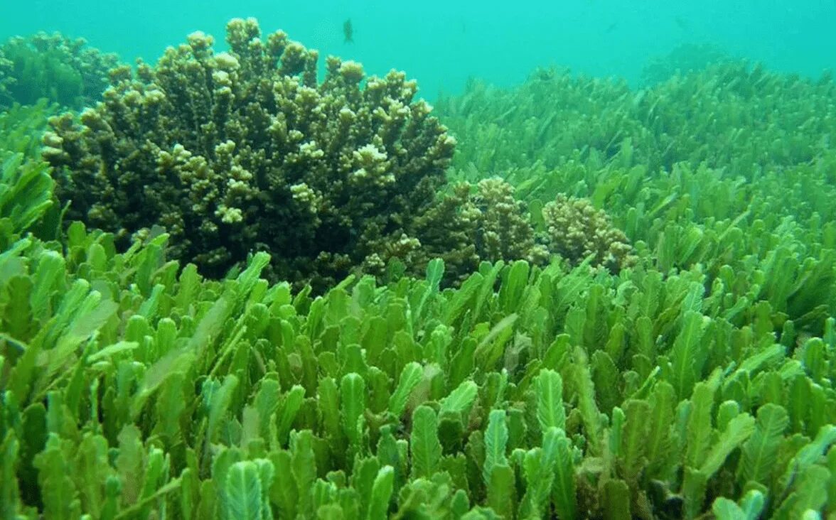 Придонные водоросли. Хлорелла водоросль. Хлорелла и ламинария. Ламинария зеленая водоросль. Фукус хлорелла.