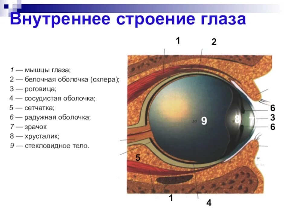 Глаз биология 8 класс кратко. Структура глаза биология 8 класс. Оболочки глаза 1) белочная 2) сосудистая 3) сетчатка. Строение глаза рис 65. Схема строение глаза биология 8 класс.