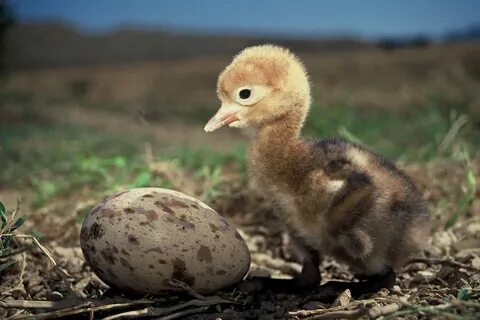 Chick s