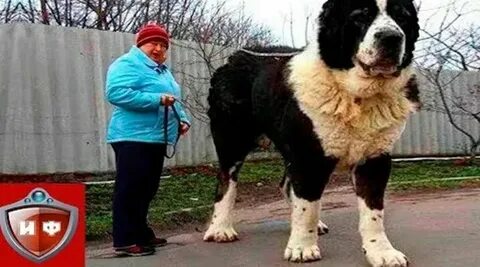 Бурят әйелімен құмарлық секс