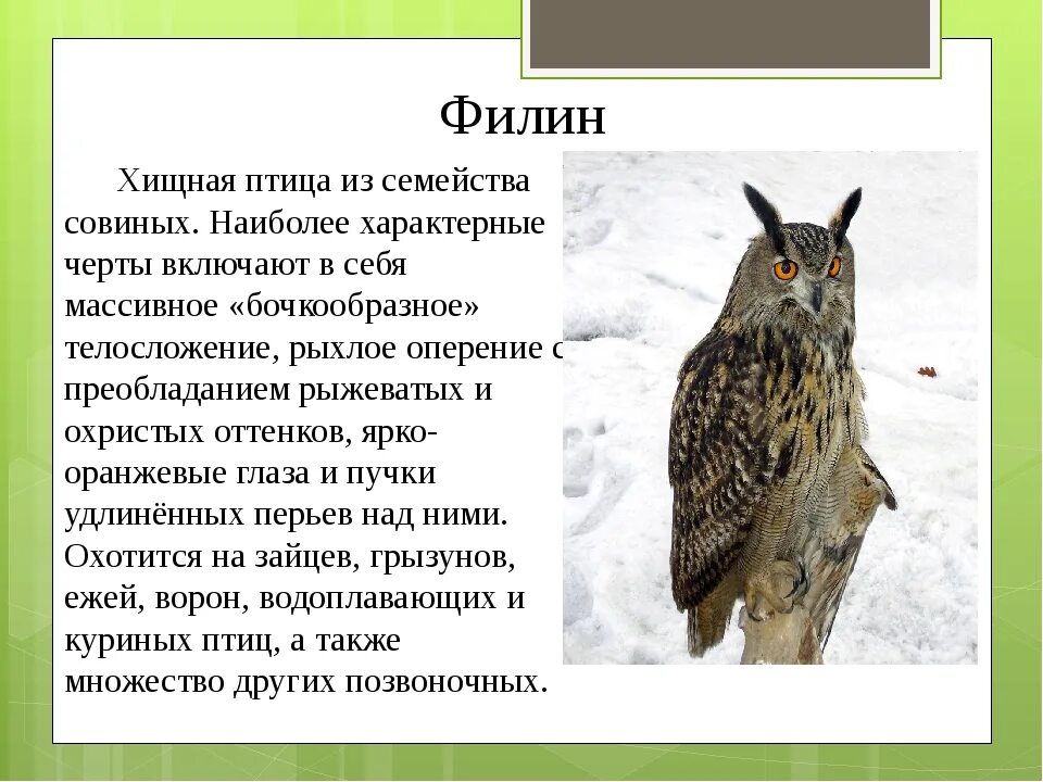 Сова фото и описание