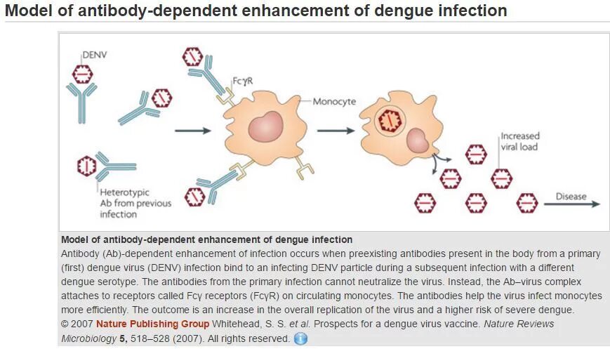 Less dependent. Antibody dependent enhancement. antibody dependent enhancement covid. antibody dependent enhancement of infection. antibody dependent enhancement vaccination covid-19.