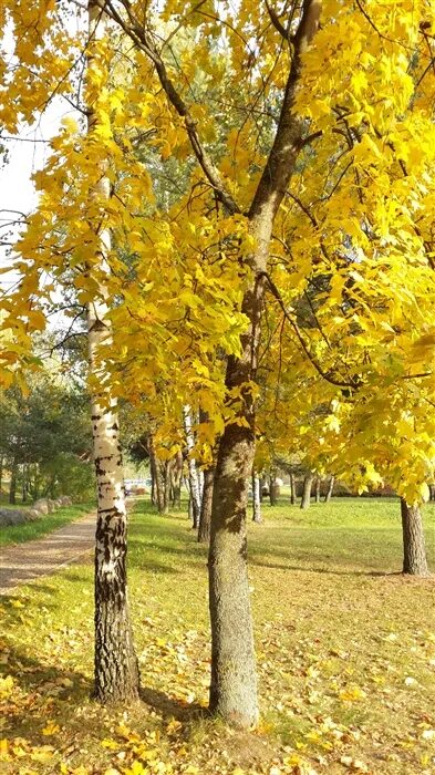 Осина, береза, клен, тополь. Берёзка клён. Береза кленовая. Фото кленового берёзы. Береза повислая осенью.