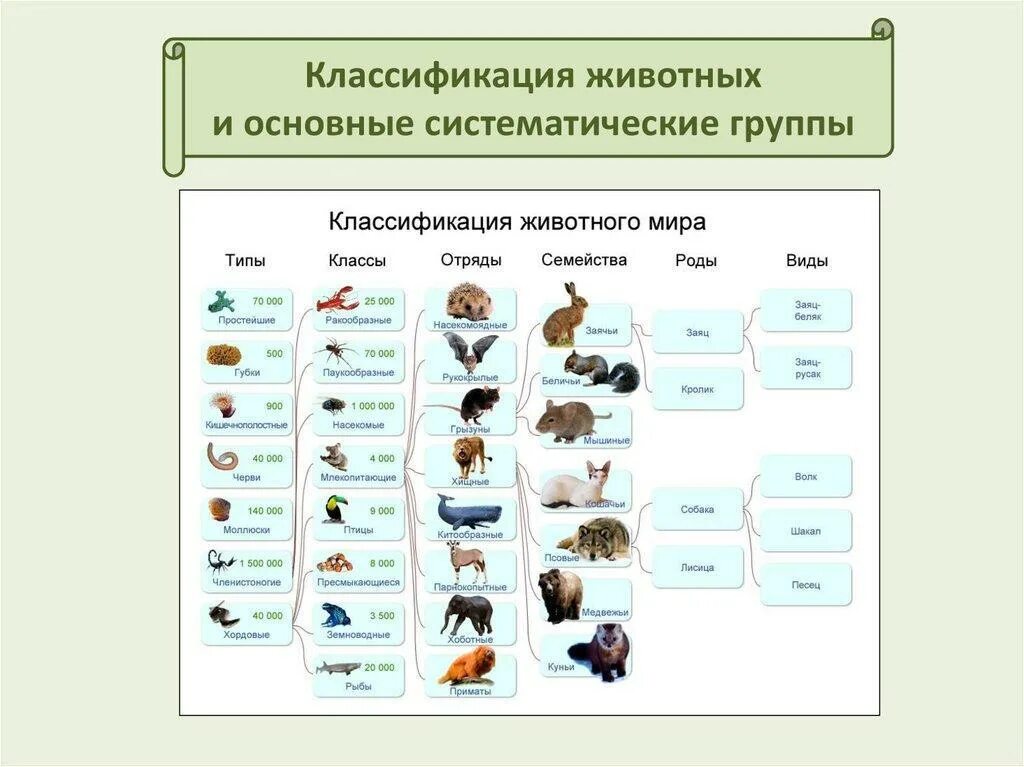 Отряды по возрасту. Систематика царство животные схема. Систематика царства животных 7 класс биология. Царство животных классификация схема. Классификация животных 7 класс биология.