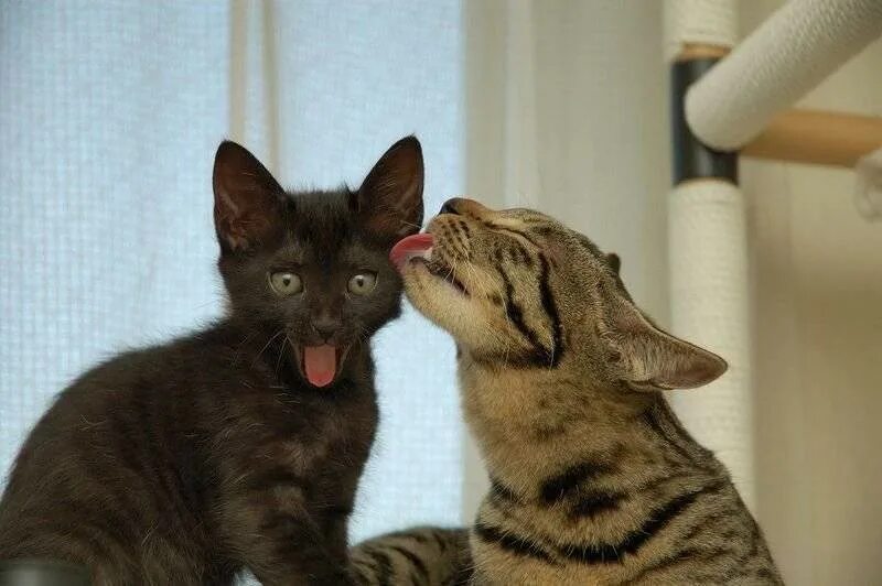 котята лижутся. французский поцелуй. форумы лижу. целует с языком. форумы лижу.