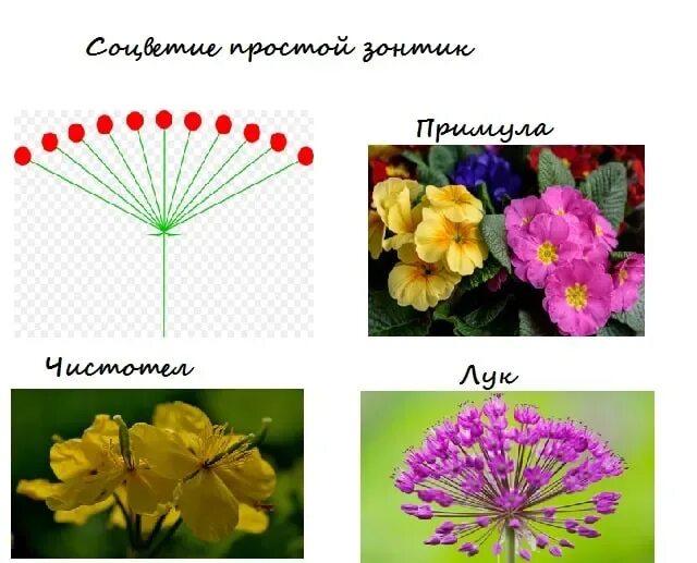 Схема соцветия чистотела. Растения с соцветием зонтик. Тип соцветия зонтик. Соцветие зонтик примула. У каких растений зонтик