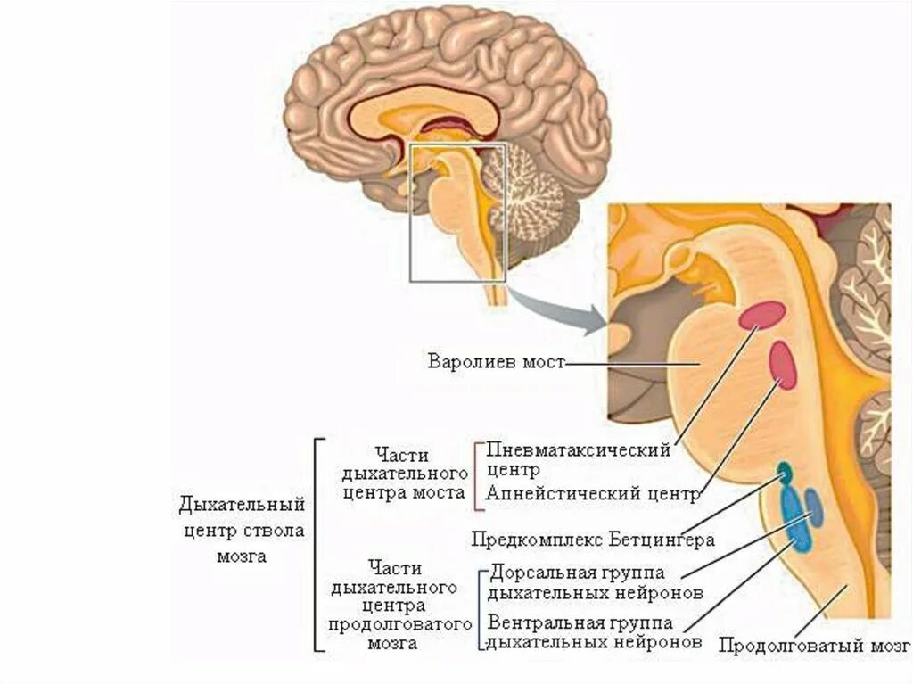 Центр дыхания и сердечно сосудистой деятельности. Дыхательный центр ствола головного мозга физиология. Дыхательный центр схема. Структура дыхательного центра. Дыхательный центр в мозге схема.