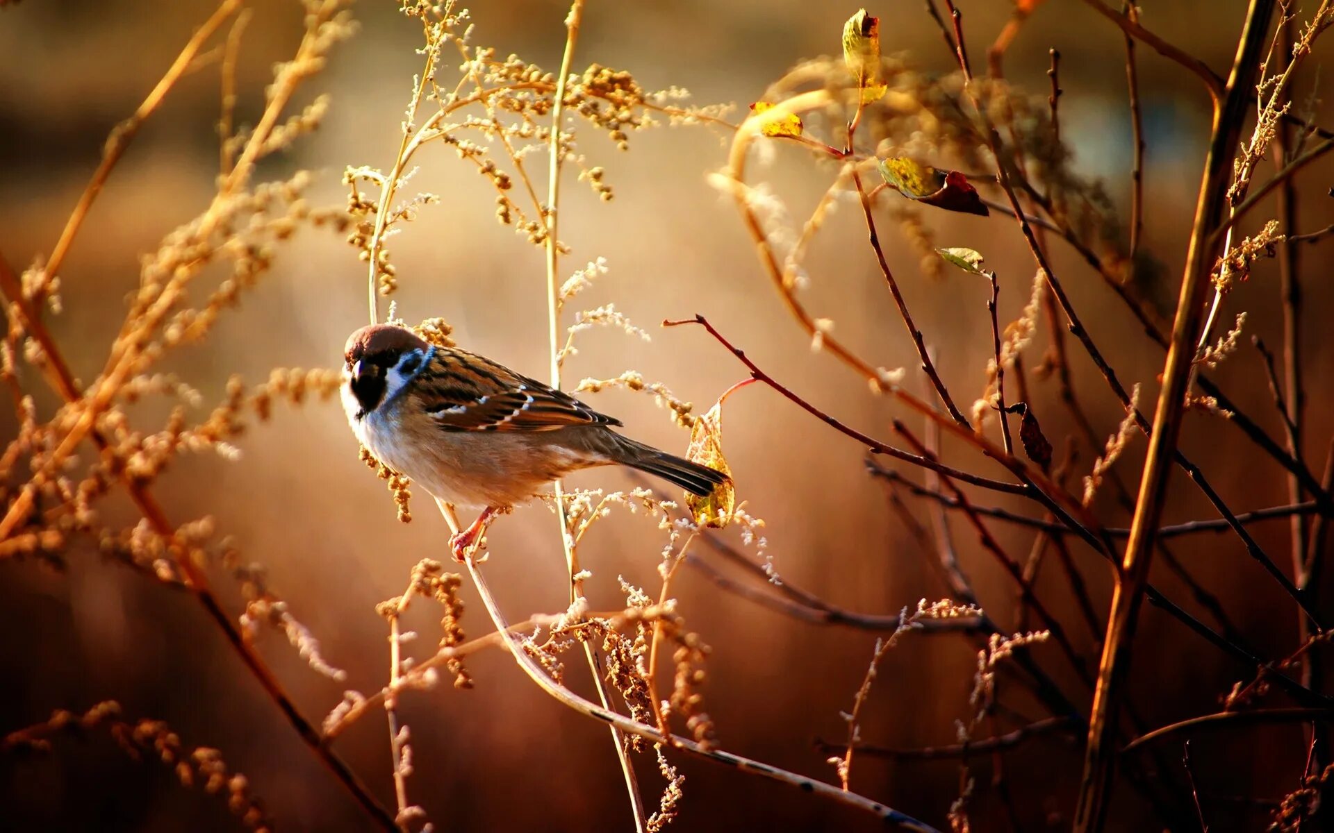 На ветке дерева сидели птицы. Птица на ветке. Воробей на ветке. Природа птицы. Осень птицы.