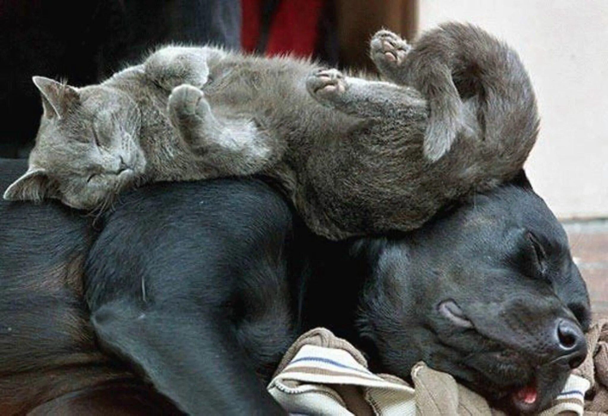 Спящие животные. Спящие животные смешные. Кот лежит на собаке. Звери спят. Спавшие животные людей