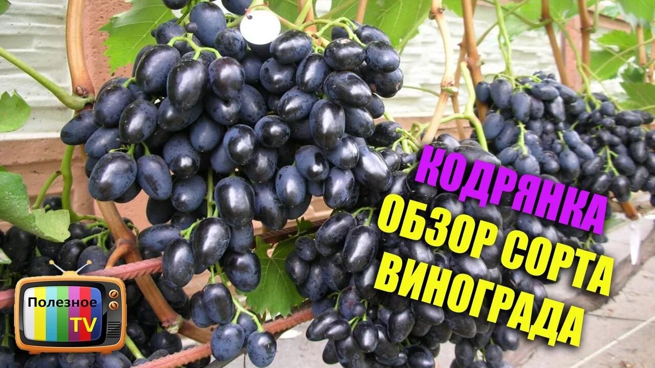 Кодрянка виноград описание сорта фото отзывы морозостойкость Виноград Кодрянка