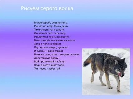 Признаки волка