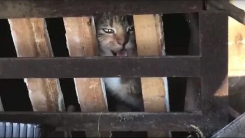 Видео кота от которого плачут дети