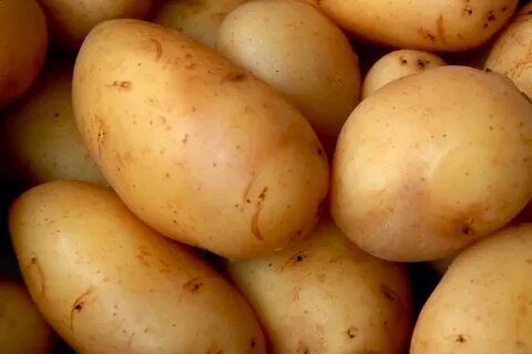 Лучшие сорта картофеля для средней полосы