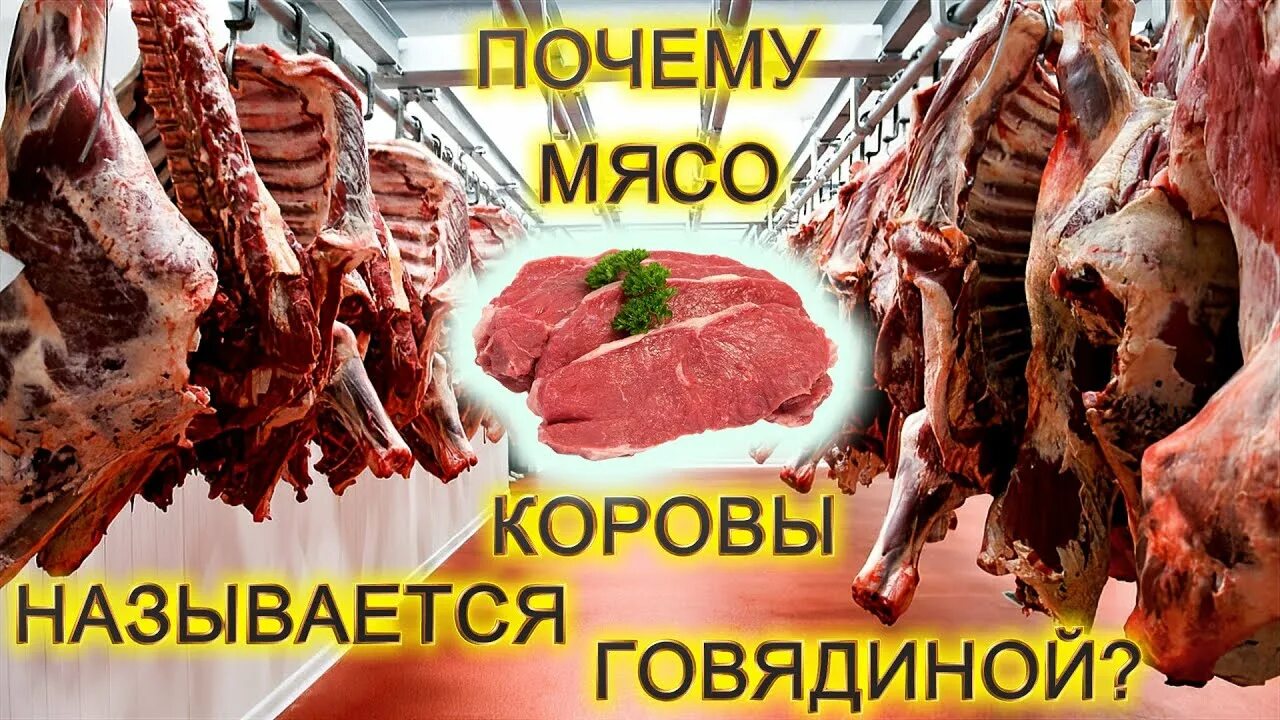 Почему коровье мясо. Мясо коровы называют. Почему говядина называется. Почему мясо коровы называется говядина. Почему мясо коровы назыве.