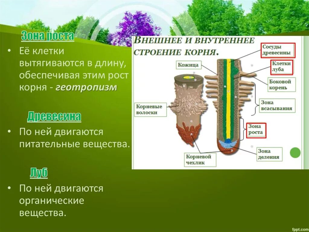 Корневой участок. Рост корня. Строение и рост корня. Зоны участки корня. Клетки этой зоны вытягиваются..