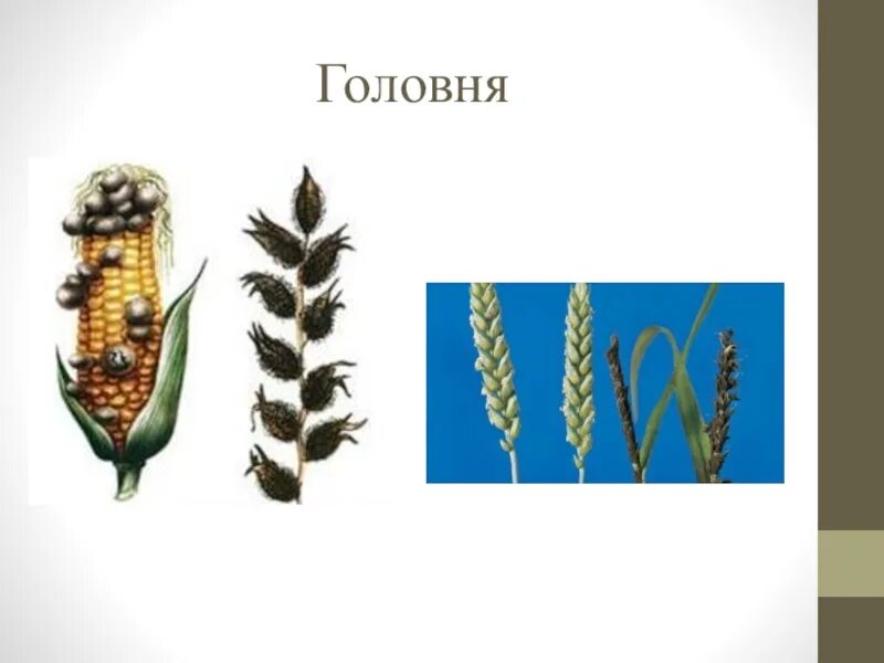 Головня растение паразит. Головня и спорынья грибы. головня гриб паразит. головня гриб паразит строение. головня гриб паразит рисунок.