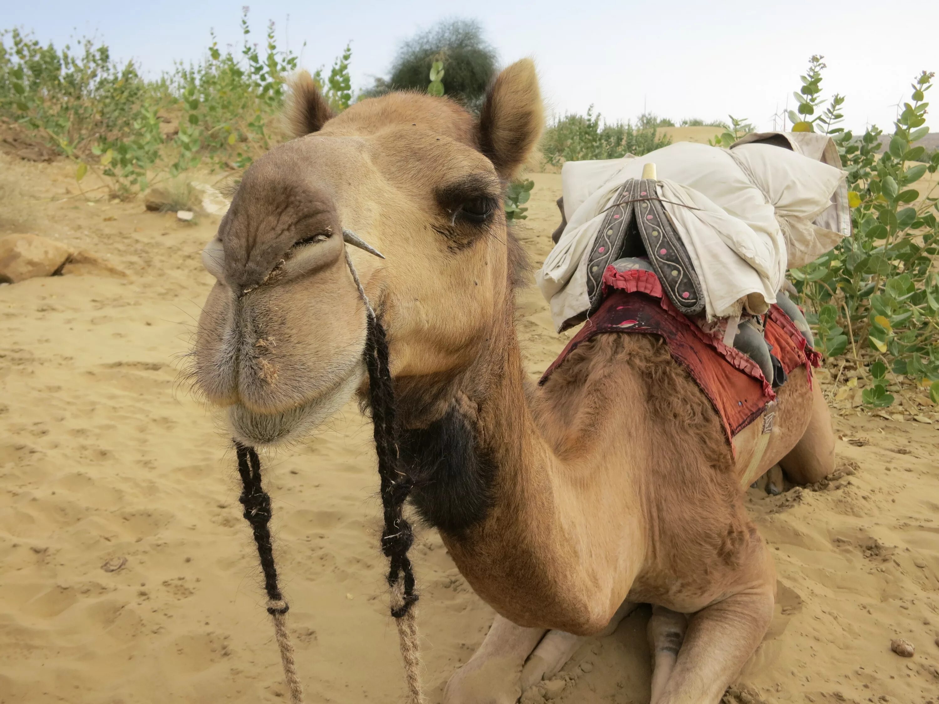 Ревун у верблюда. Верблюд фото для детей. Египет верблюд пустыня жара термометр. Верблюжий глаз. Четырехгорбый верблюд.