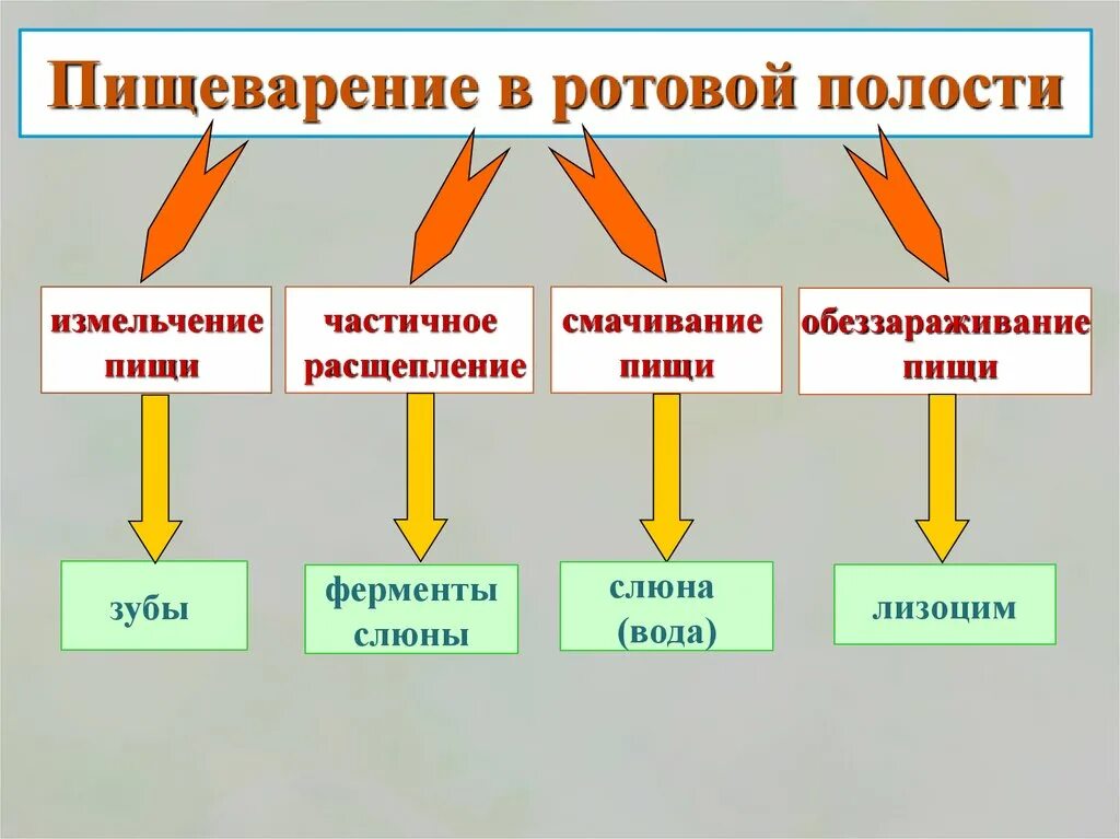 Ферменты зуба. Ферменты ротовой полости. Основные ферменты ротовой полости. Роль ферментов зубов. Назовите ферменты ротовой полости